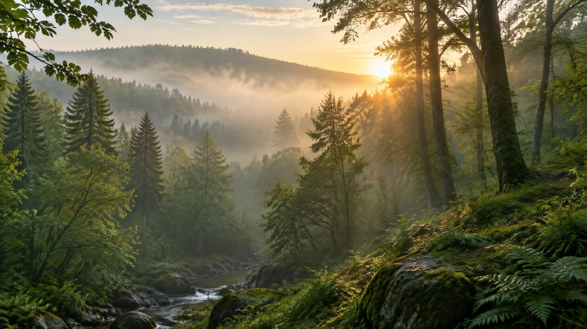 Misty green forest landscape at sunrise