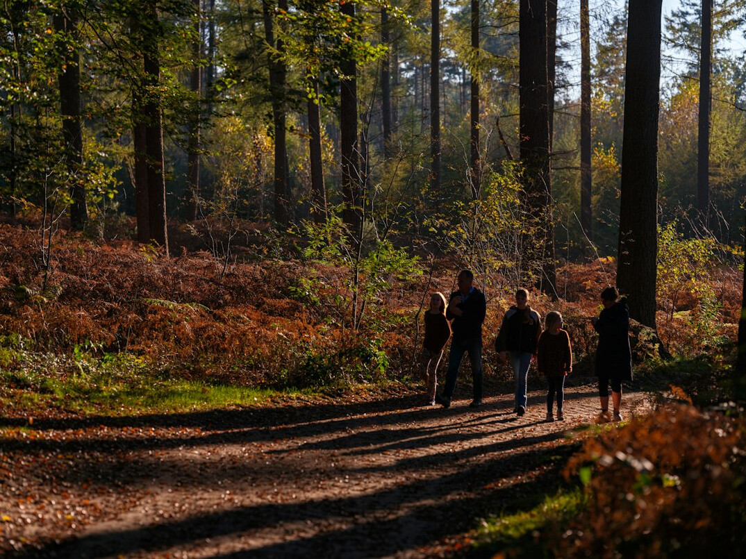 person walking in forest